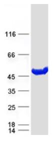 SDS-PAGE (GALT-2582H).jpg
